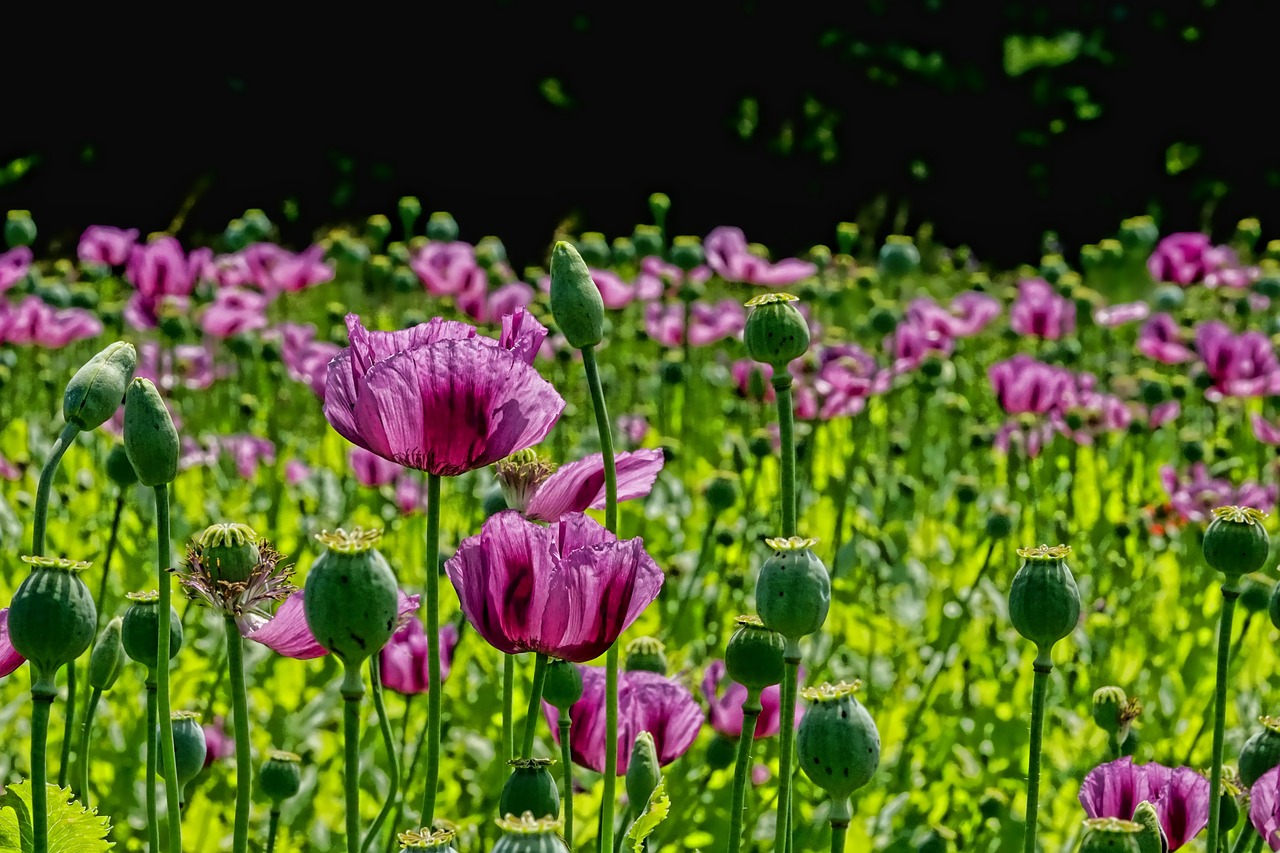 How to Prepare and Use Garden Mulch